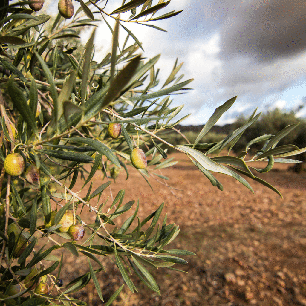 meilleure huile d'olive au Maroc 2025
