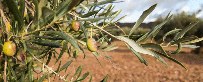 meilleure huile d'olive au Maroc 2025