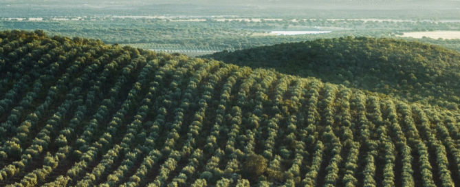 meilleure huile d'olive au Maroc 2025