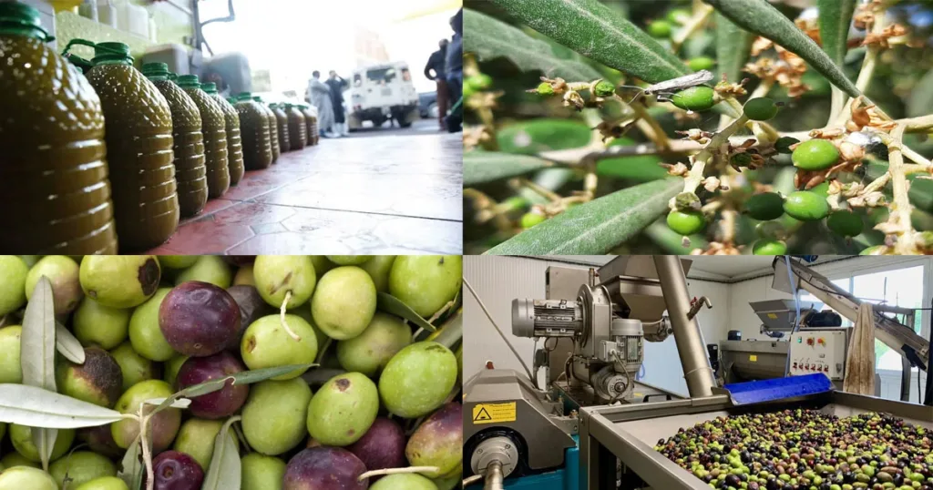 prix huile d’olive Maroc 2025 – comparaison