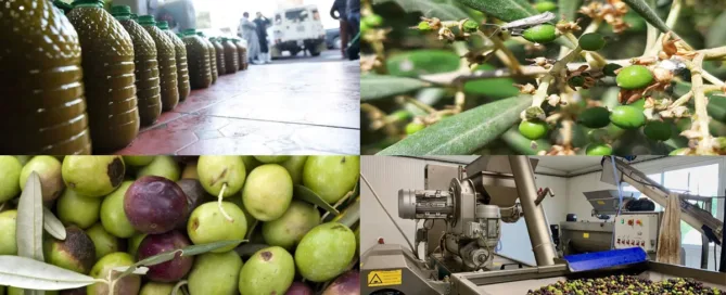 prix huile d’olive Maroc 2025 – comparaison
