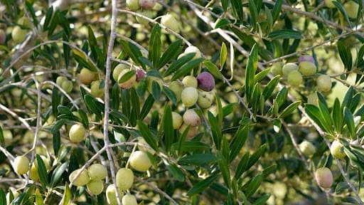 huile d’olive extra vierge Maroc – fruité vert Marrakech