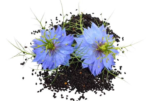 huile de nigelle cumin noir bio fleur