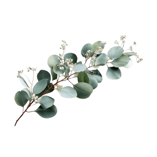 huile essentielle eucalyptus bio branche feuilles fleurs